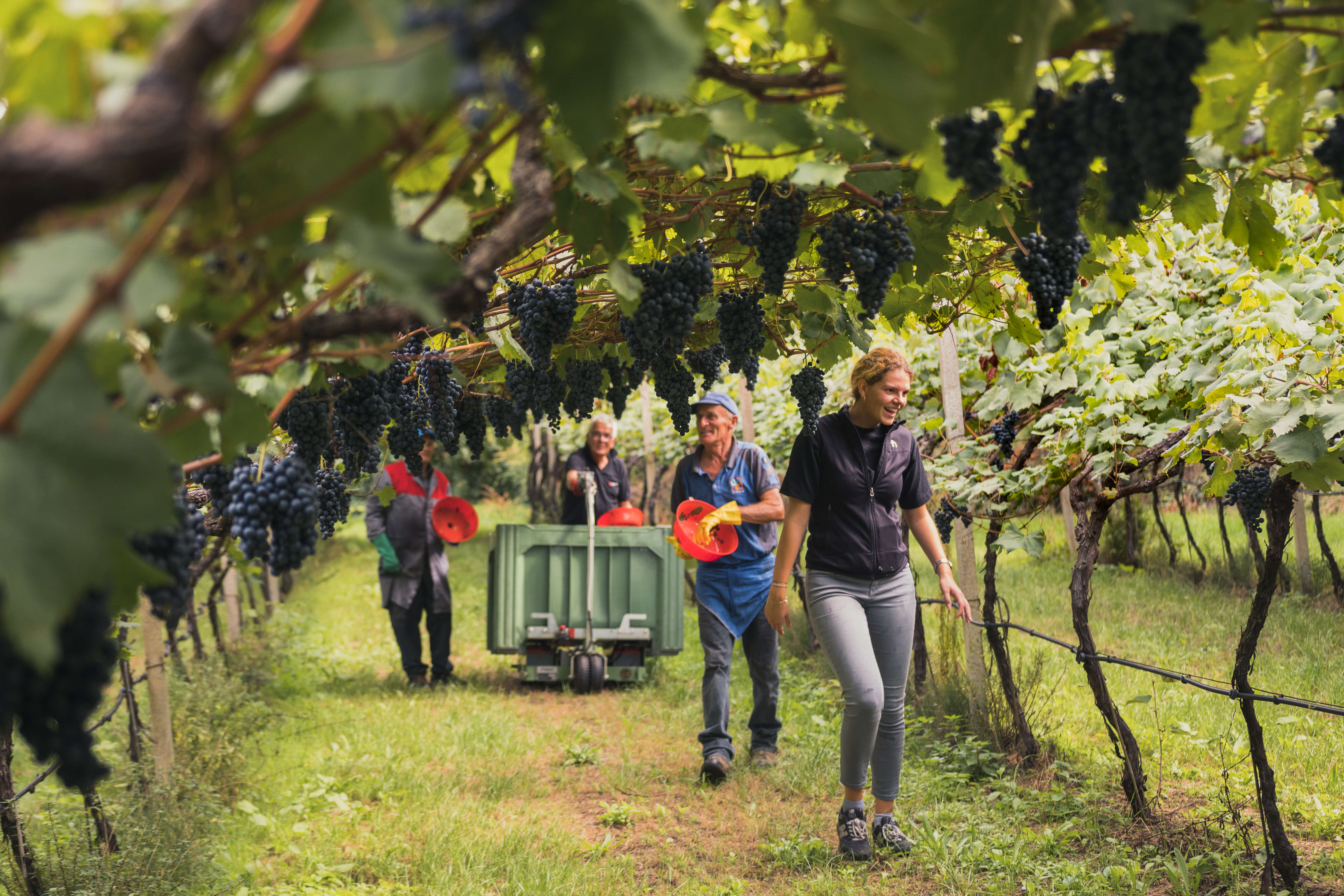 Bild · Denkart, Terroir, Roter Faden
